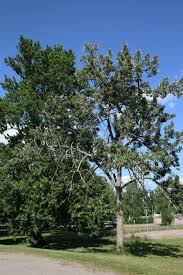 Attēlu rezultāti vaicājumam “Populus x gileadensis”