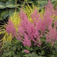 Image result for Astilbe