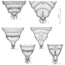 Attēlu rezultāti vaicājumam “Eupithecia subumbrata larva”
