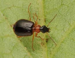 Attēlu rezultāti vaicājumam “Carabidae”