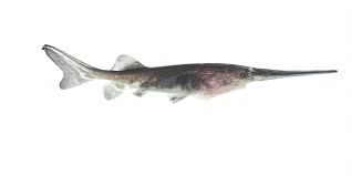 Image result for Polyodon spathula