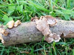 Attēlu rezultāti vaicājumam “Skeletocutis carneogrisea”