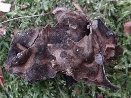 Attēlu rezultāti vaicājumam “Leptogium saturninum”