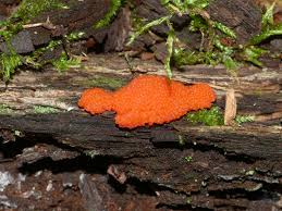 Attēlu rezultāti vaicājumam “Tubifera sp.”
