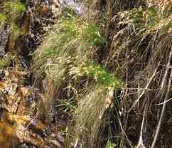 Attēlu rezultāti vaicājumam “Trichia scabra sessile”