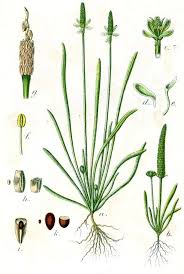 Attēlu rezultāti vaicājumam “Myosurus minimus flower”