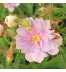 Image result for Geranium `Summer Skies`