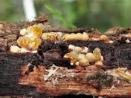 Attēlu rezultāti vaicājumam “Sphaerobolus stellatus”