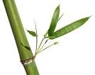http://ag.arizona.edu/yavapai/graphics/bamboo.jpg
