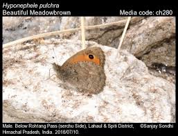 Attēlu rezultāti vaicājumam “Hyponephele lycaon male”