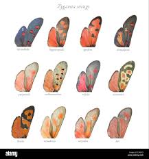 Attēlu rezultāti vaicājumam “Zygaenidae”