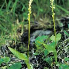Attēlu rezultāti vaicājumam “Malaxis monophyllos leaf”