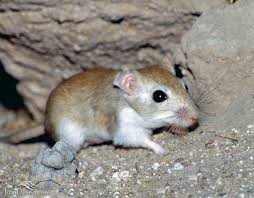 images?q=tbn:ANd9GcQDoICsX3oiuGovI2XEw0W-X3e7CcYo8DpT5fKO5bnqh1PT4lsu