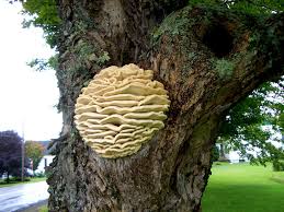 Attēlu rezultāti vaicājumam “Climacodon septentrionalis”