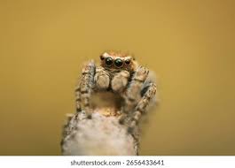 Attēlu rezultāti vaicājumam “Evarcha falcata male”