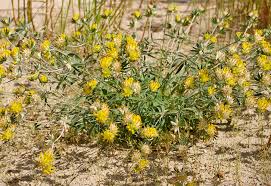 Attēlu rezultāti vaicājumam “Anthyllis maritima”