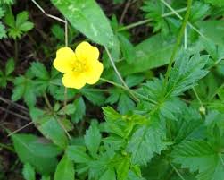 Image result for Potentilla tormentilla