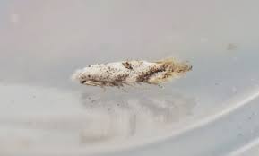 Attēlu rezultāti vaicājumam “Bucculatricidae”