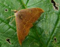 Attēlu rezultāti vaicājumam “Watsonalla binaria”