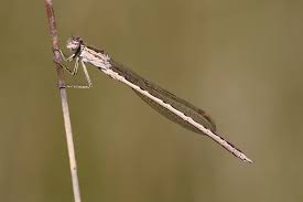 Attēlu rezultāti vaicājumam “Sympecma paedisca”