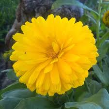 Attēlu rezultāti vaicājumam “Calendula officinalis flower”