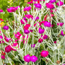 Image result for Lychnis coronaria