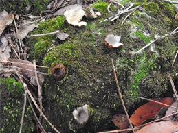 Attēlu rezultāti vaicājumam “Geopora arenicola”