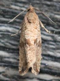 Attēlu rezultāti vaicājumam “Celypha striana”