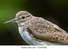 Image result for Tringa brevipes