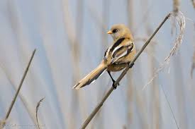 Attēlu rezultāti vaicājumam “Panurus biarmicus male”