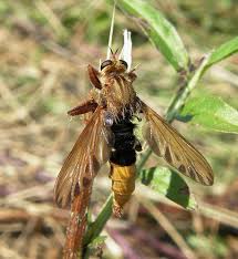 Attēlu rezultāti vaicājumam “Asilus crabroniformis”