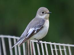 Image result for Ficedula albicollis