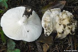 Attēlu rezultāti vaicājumam “Craterium leucocephalum var. scyphoides”