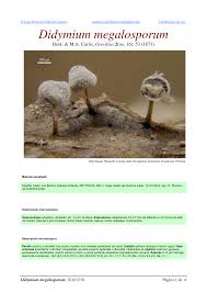 Attēlu rezultāti vaicājumam “Didymium megalosporum”