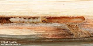 Attēlu rezultāti vaicājumam “Oberea oculata”