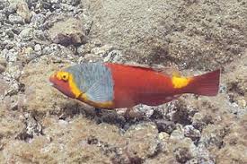 Image result for Sparisoma cretense