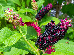 Attēlu rezultāti vaicājumam “Phytolacca acinosa flower”