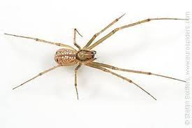 Attēlu rezultāti vaicājumam “Linyphiidae”