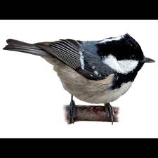 Attēlu rezultāti vaicājumam “Periparus ater”