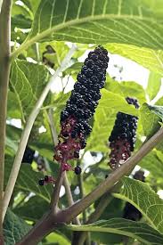 Attēlu rezultāti vaicājumam “Phytolacca acinosa fruit”