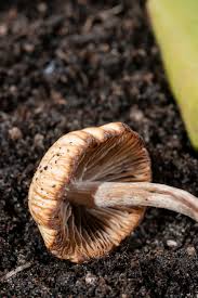 Attēlu rezultāti vaicājumam “Paradiacheopsis rigida macro”