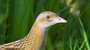 Attēlu rezultāti vaicājumam “Crex crex adult”