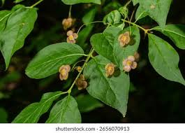 Attēlu rezultāti vaicājumam “Euonymus verrucosus leaf”