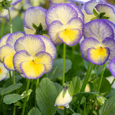 Attēlu rezultāti vaicājumam “Viola uliginosa flower”