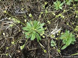 Attēlu rezultāti vaicājumam “Androsace septentrionalis”