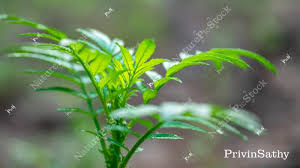 Attēlu rezultāti vaicājumam “Tagetes leaf”