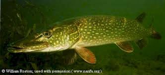 Image result for Esox lucius