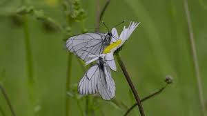 Attēlu rezultāti vaicājumam “Aporia crataegi male”