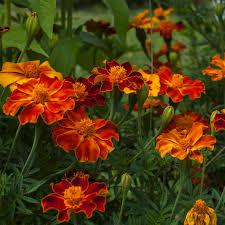 Image result for Tagetes patula