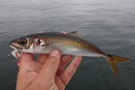 Image result for Trachurus trachurus